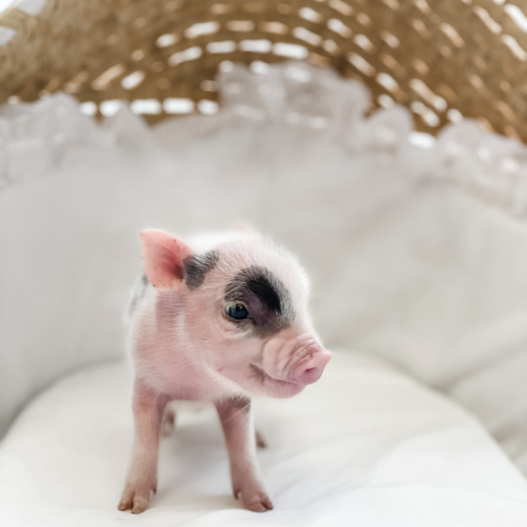 XXS - 04-11-23 - Douglas - Male - Juliana Mini Pig