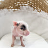 XXS - 04-11-23 - Douglas - Male - Juliana Mini Pig