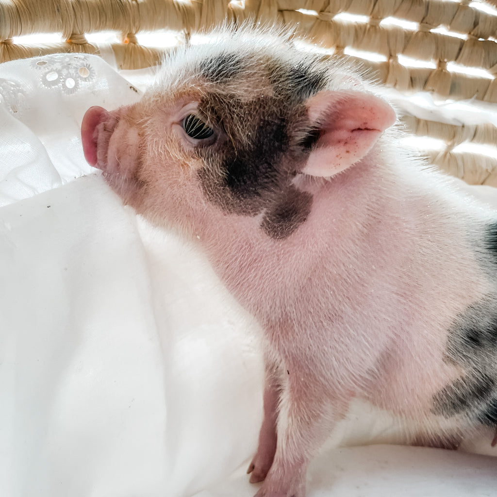 XXS - 12-06-22 - Jolene - Female - Juliana Mini Pig