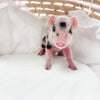 S - 01-02-23 - Charles - Male - Juliana/American Mini Pig