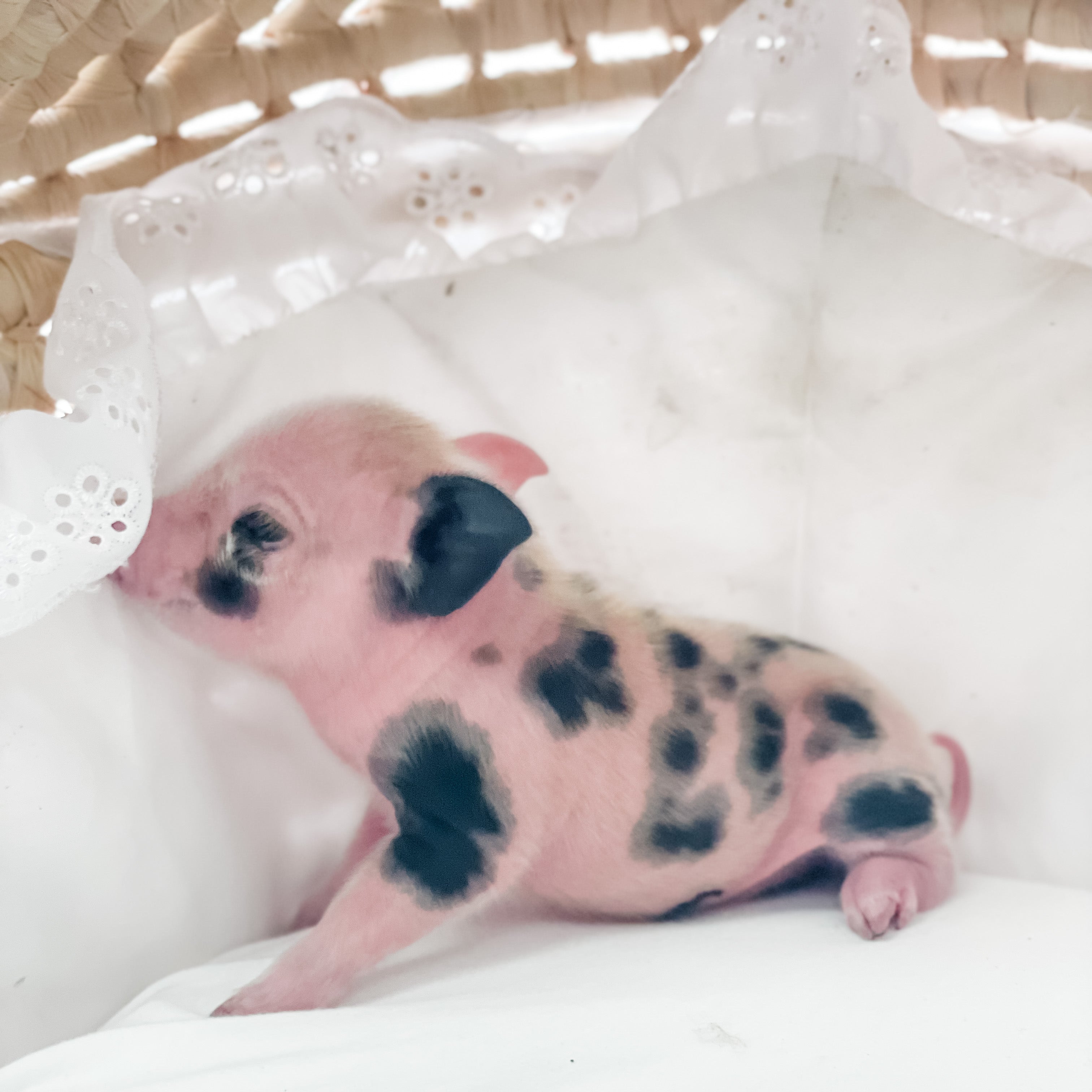 S - 01-02-23 - Ruby - Female - Juliana/American Mini Pig