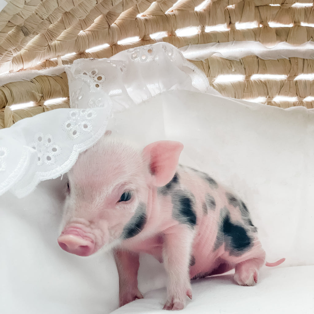 S - 01-02-23 - Lily - Female - Juliana/American Mini Pig