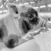 XXS - 12-06-22 - Molly - Female - Juliana Mini Pig