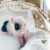 XXS - 12-06-22 - Ace - Male - Juliana Mini Pig