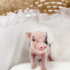 BR- XXS - 04-03-23 - Dwight- Male - Juliana Mini Pig