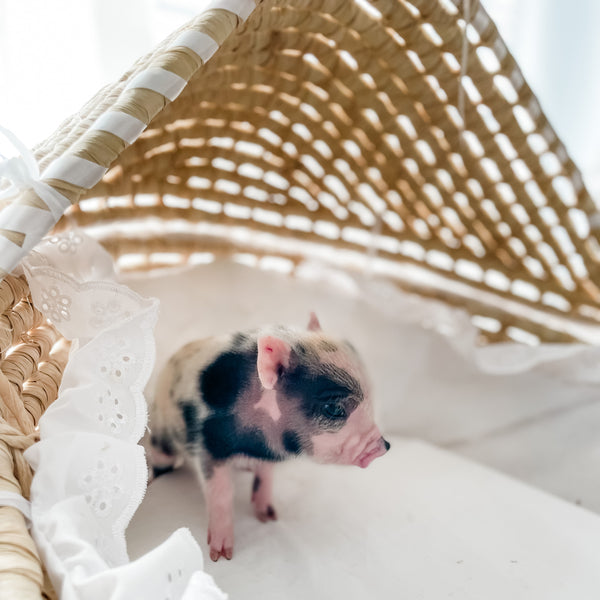 XXS - 12-06-22 - Wynonna - Female - Juliana Mini Pig