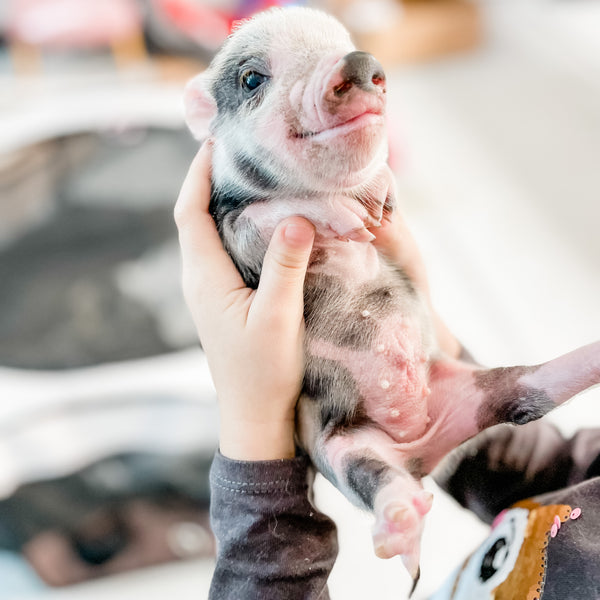 XXS - 12-06-22 - Wynonna - Female - Juliana Mini Pig