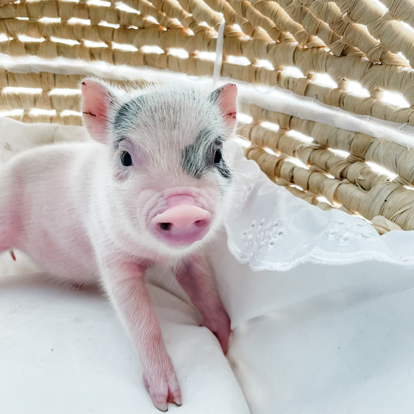 XXS - 12-06-22 - Hank - Male - Juliana Mini Pig