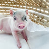XXS - 12-06-22 - Hank - Male - Juliana Mini Pig