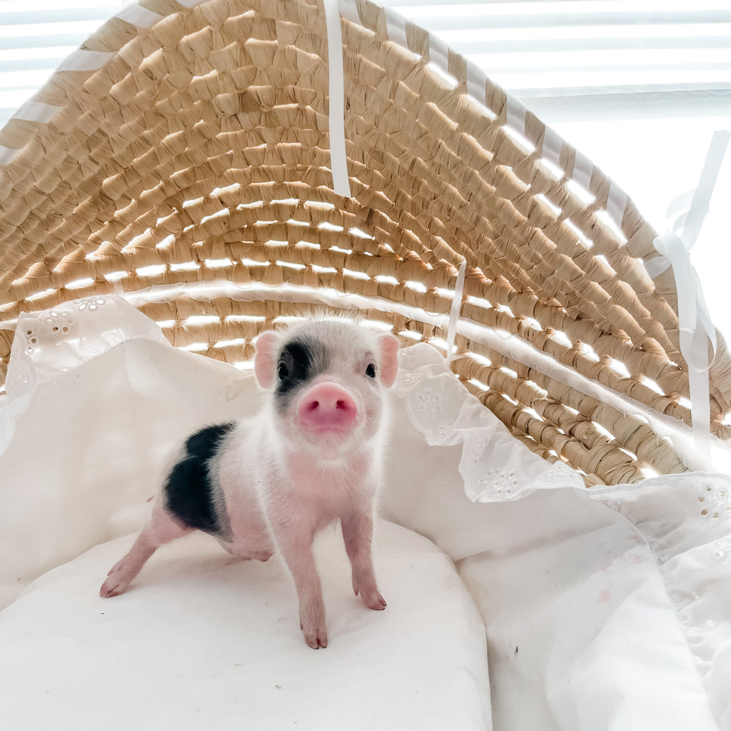 XXS - 12-06-22 - Ace - Male - Juliana Mini Pig