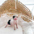 XXS - 12-06-22 - Ace - Male - Juliana Mini Pig