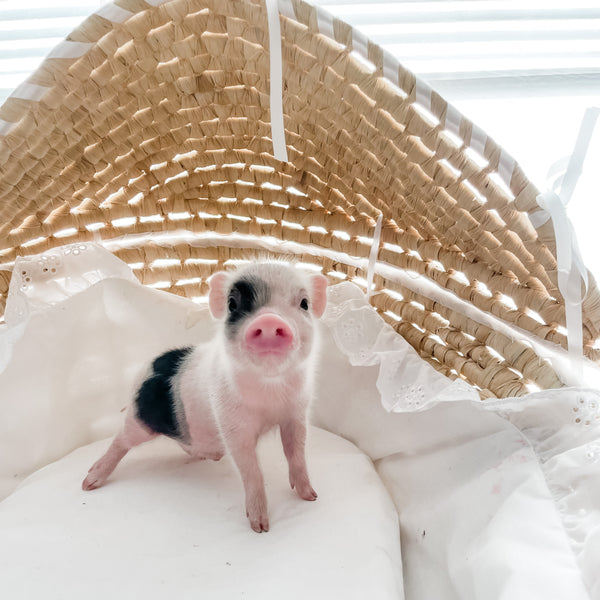 XXS - 12-06-22 - Ace - Male - Juliana Mini Pig