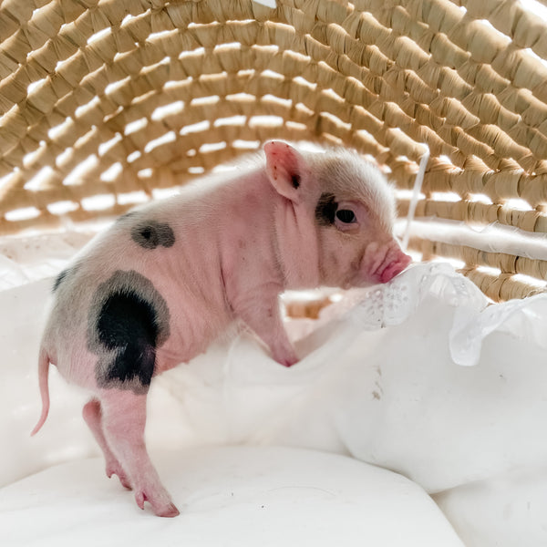 XXS - 12-06-22 - Jolene - Female - Juliana Mini Pig