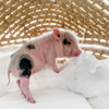 XXS - 12-06-22 - Jolene - Female - Juliana Mini Pig