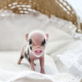 XXS - 04-03-23 - Bradley- Male - Juliana Mini Pig