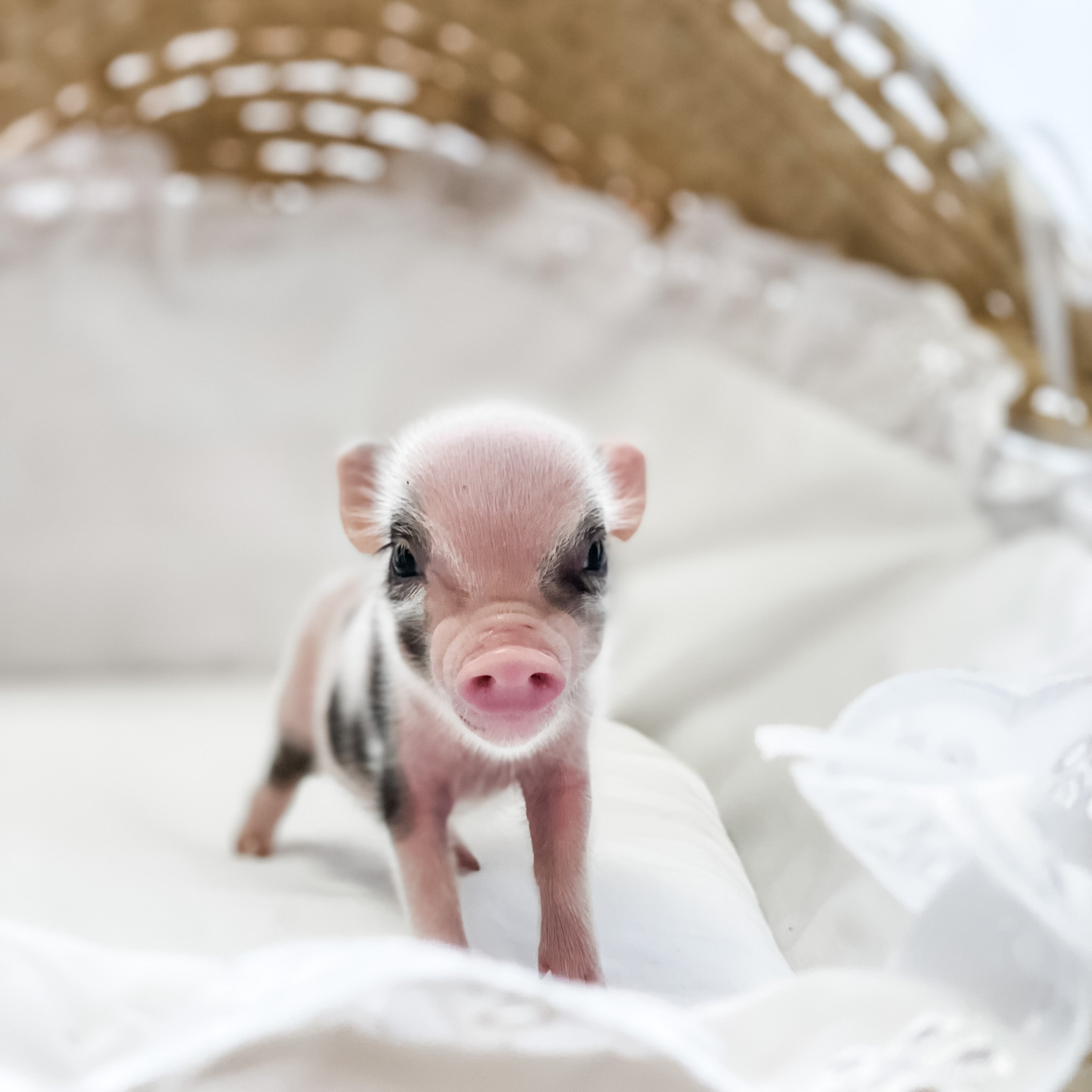 XXS - 04-03-23 - Bradley- Male - Juliana Mini Pig
