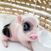 XXS - 12-06-22 - Ace - Male - Juliana Mini Pig