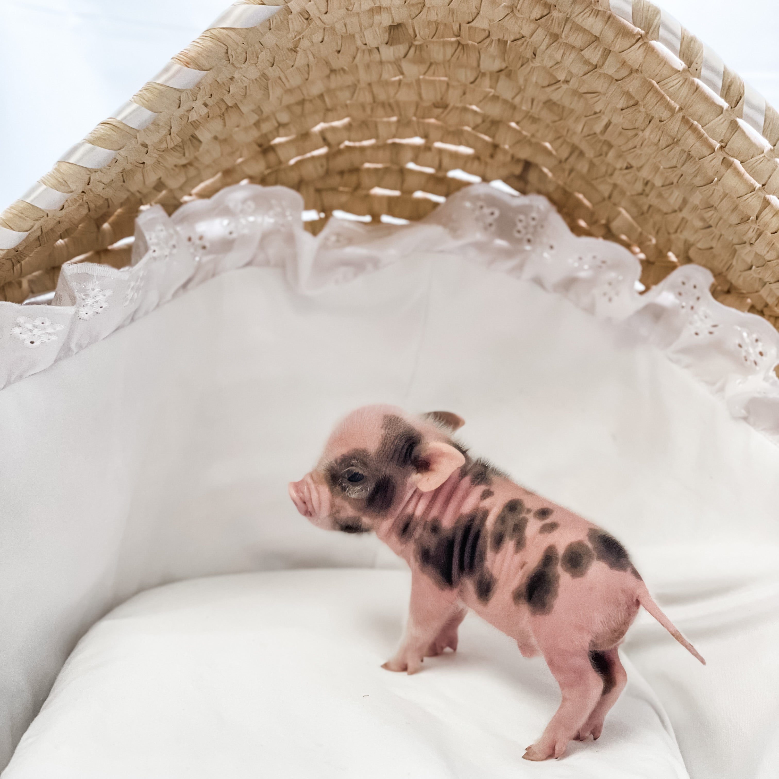 XXS - 04-03-23 - Bradley- Male - Juliana Mini Pig