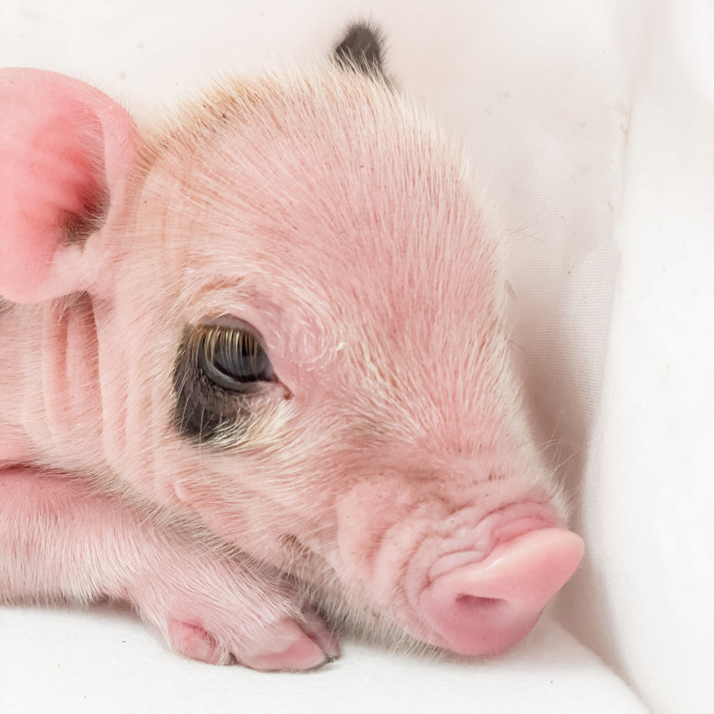 S - 01-02-23 - Ruby - Female - Juliana/American Mini Pig