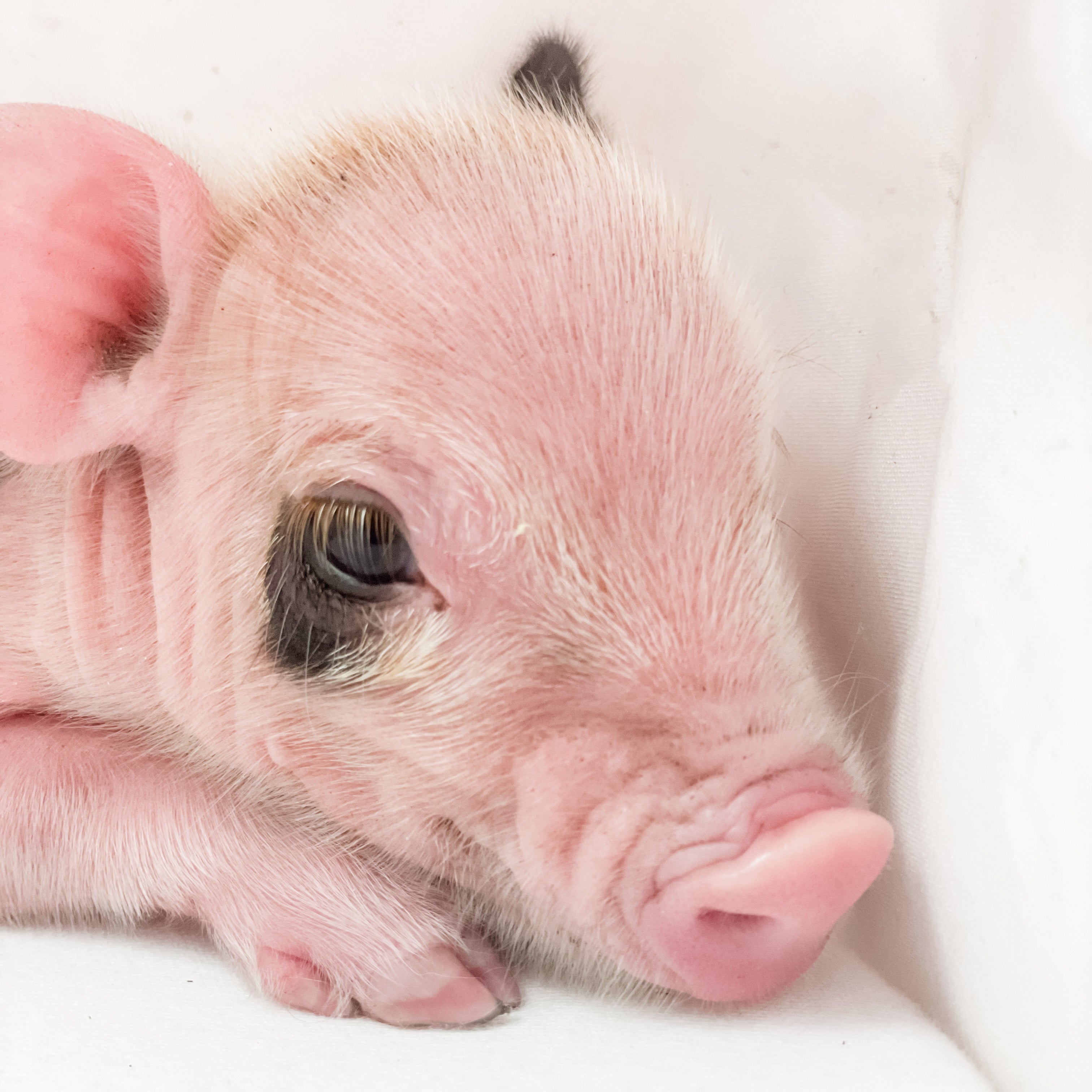 S - 01-02-23 - Ruby - Female - Juliana/American Mini Pig