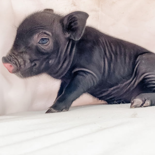 S - 01-02-23 - William - Male - Juliana/American Mini Pig