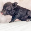 S - 01-02-23 - William - Male - Juliana/American Mini Pig