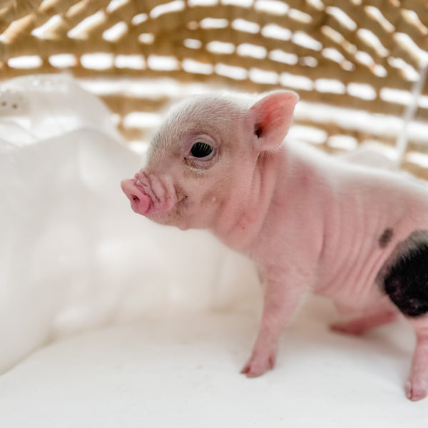XXS - 12-06-22 - Ace - Male - Juliana Mini Pig