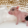 XXS - 12-06-22 - Ace - Male - Juliana Mini Pig