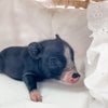 S - 01-02-23 - Chase - Male - Juliana/American Mini Pig