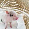 XXS - 12-06-22 - Jolene - Female - Juliana Mini Pig