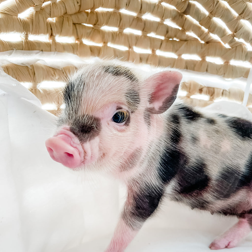 XXS - 12-06-22 - Molly - Female - Juliana Mini Pig