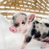 XXS - 12-06-22 - Molly - Female - Juliana Mini Pig