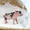 XXS - 04-11-23 - Douglas - Male - Juliana Mini Pig