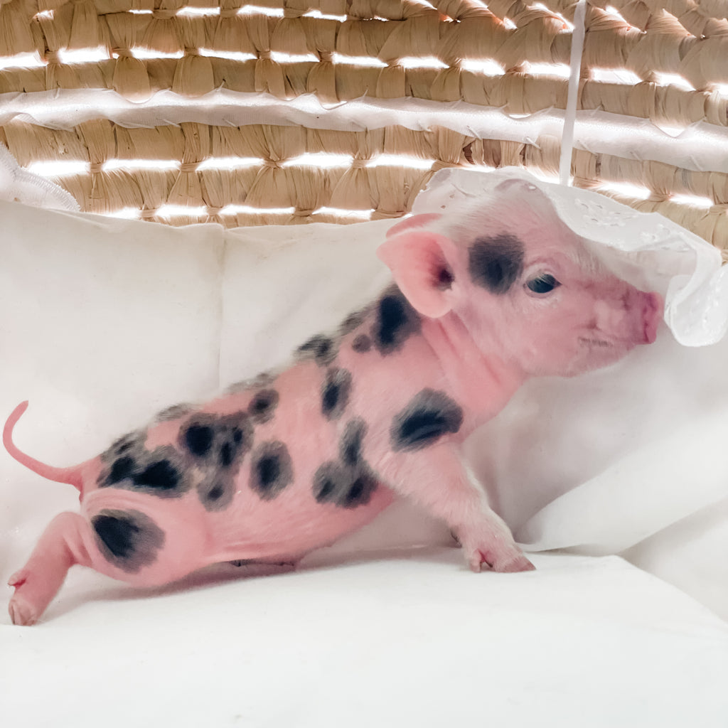 S - 01-02-23 - Lily - Female - Juliana/American Mini Pig