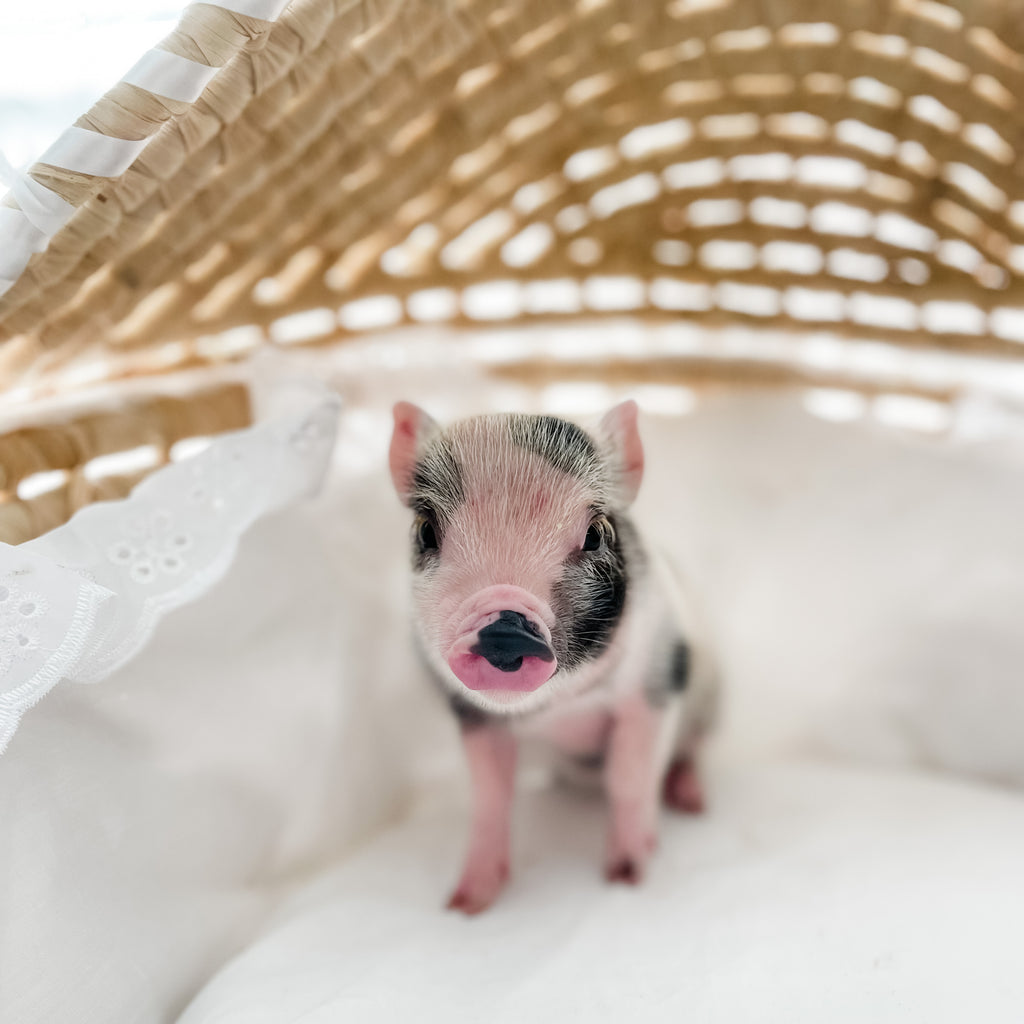 XXS - 12-06-22 - Wynonna - Female - Juliana Mini Pig