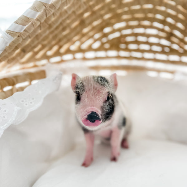 XXS - 12-06-22 - Wynonna - Female - Juliana Mini Pig