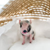 XXS - 12-06-22 - Wynonna - Female - Juliana Mini Pig