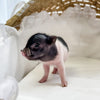 XXS - 04-11-23 - Franklin - Male - Juliana Mini Pig