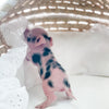 S - 01-02-23 - Lucky - Male - Juliana/American Mini Pig