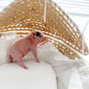 XXS - 12-06-22 - Hank - Male - Juliana Mini Pig