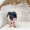 XXS - 04-11-23 - Franklin - Male - Juliana Mini Pig