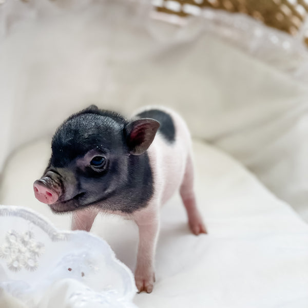 BR -  XXS - 04-11-23 - Layla- Female - Juliana Mini Pig