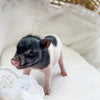 BR -  XXS - 04-11-23 - Layla- Female - Juliana Mini Pig
