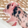 S - 01-02-23 - Charles - Male - Juliana/American Mini Pig