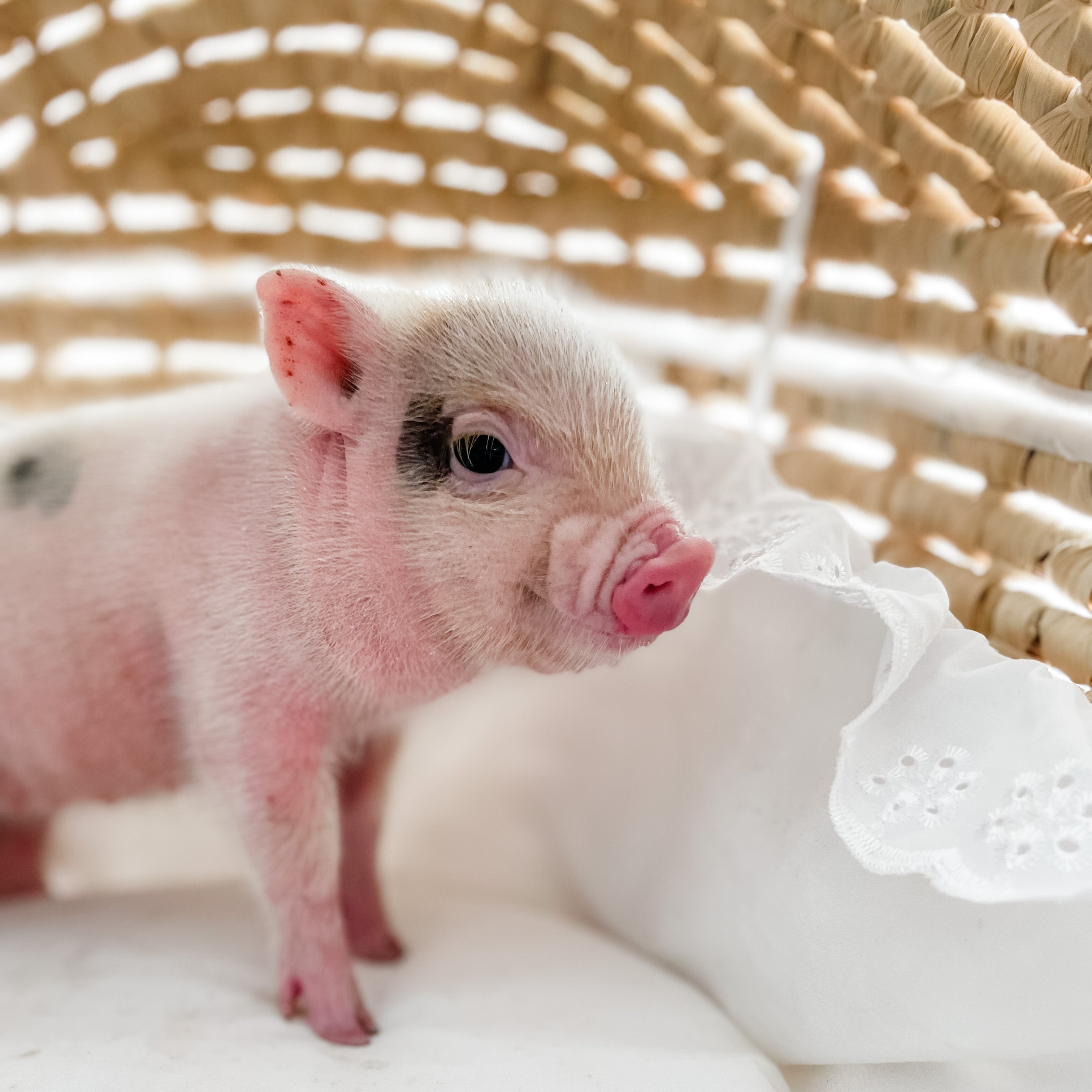 XXS - 12-06-22 - Jolene - Female - Juliana Mini Pig