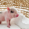 XXS - 12-06-22 - Jolene - Female - Juliana Mini Pig