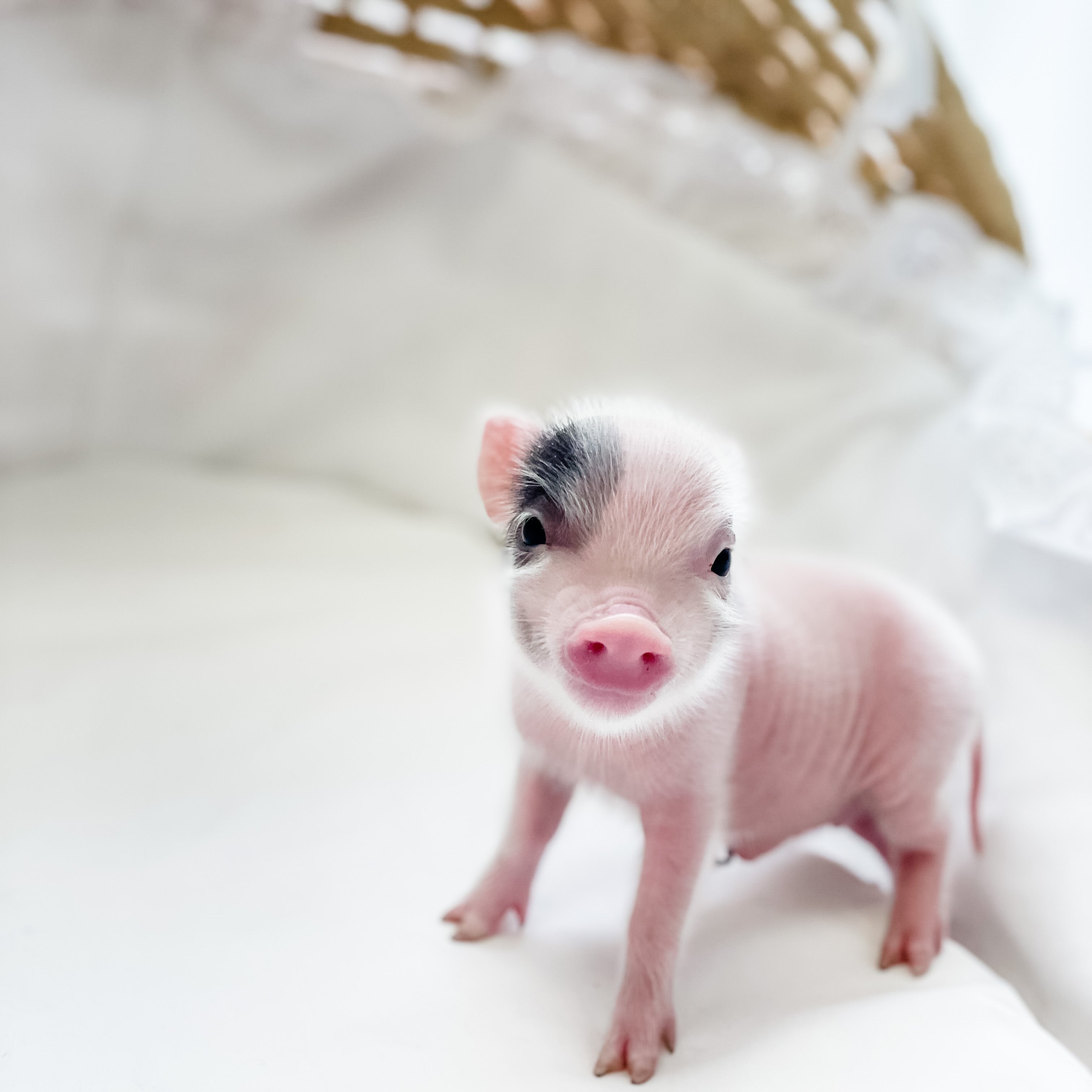 XXS - 04-11-23 - Evan - Male - Juliana Mini Pig