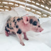 S - 01-02-23 - Charles - Male - Juliana/American Mini Pig