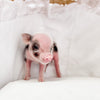 XXS - 04-03-23 - Bradley- Male - Juliana Mini Pig