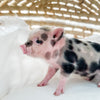 XXS - 12-06-22 - Molly - Female - Juliana Mini Pig